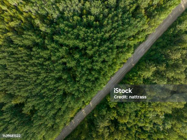 Aerial View Of A Forestry Road Through A Pristine Forest Stock Photo - Download Image Now