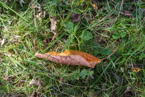 Autumn leaf in the backyard grass.