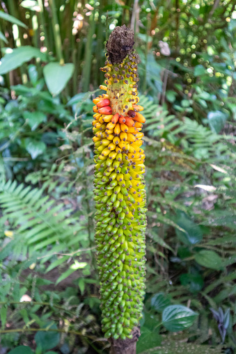 Amorphophallus paeoniifolius (Dennst.) Nicolson with a gradient.