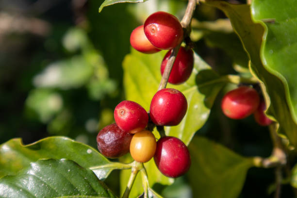 istock The coffee beans on the ripening tree look red. 1439682337