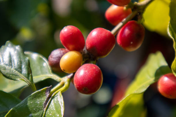 istock The coffee beans on the ripening tree look red. 1439682352