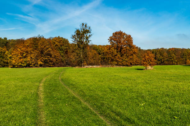 istock Autumn meadow with colorful trees around and blue sky 1439683548