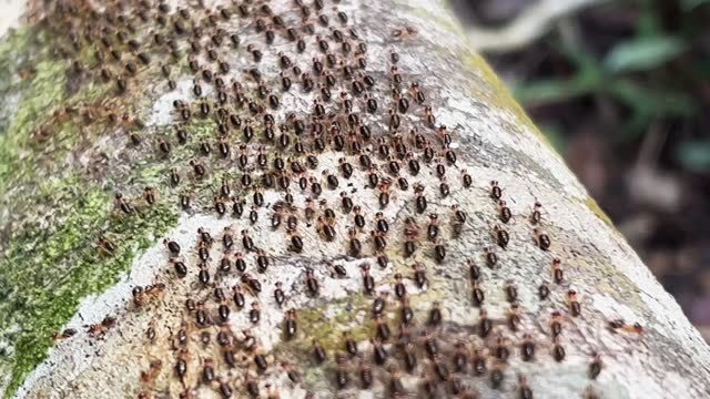 5,080 Ant Colony Stock Videos and Royalty-Free Footage - iStock | Fire ant  colony, Ant colony plant