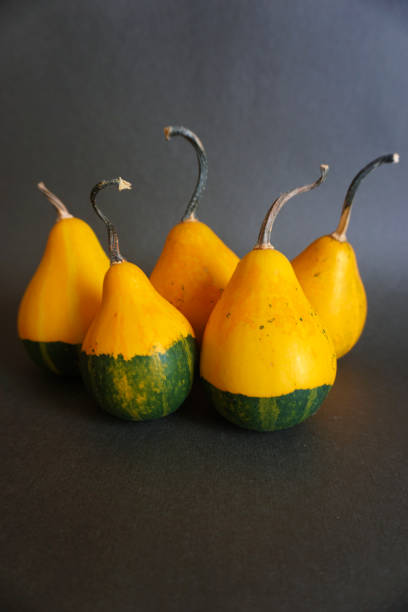 istock Ornamental pumpkins on a black background. 1439684806