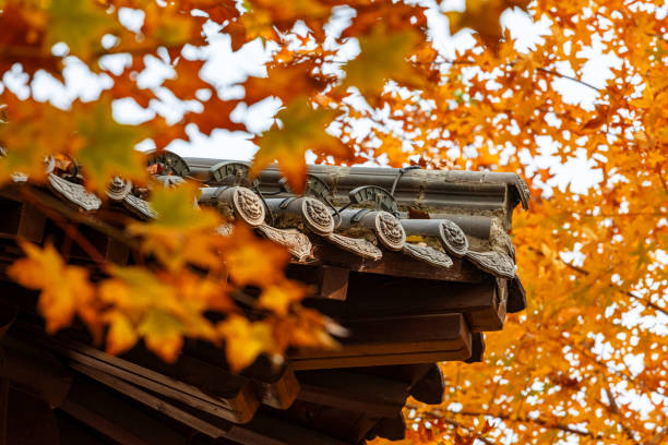 istock Red leaves in autumn 1439684957