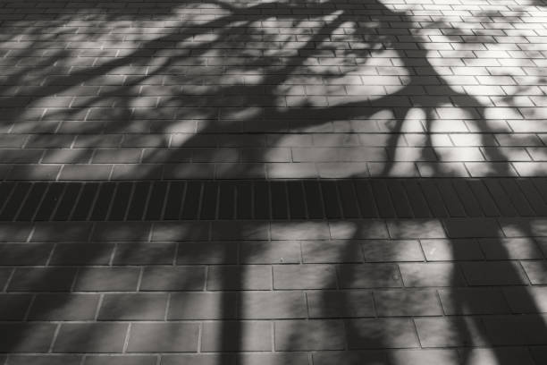 Image of tree shadows on the floor (sepia)