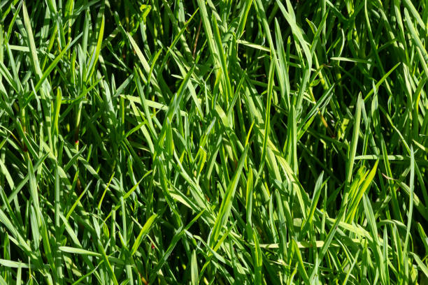 istock texture green grass on the lawn. Beautiful green background in high quality 1439686094