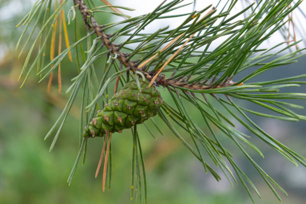 istock pine tree Green pine cone hanging on fir needles branch. Medicinal plant 1439686257