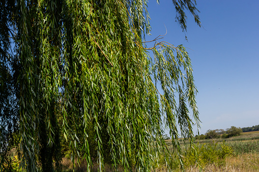 Weeping Golden Willow, is the most popular and widely grown weeping tree in the warm temperate regions of the world.
