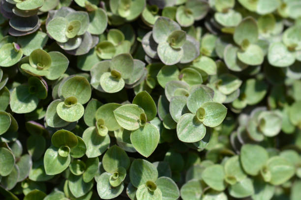 istock Creeping inchplant 1439688787