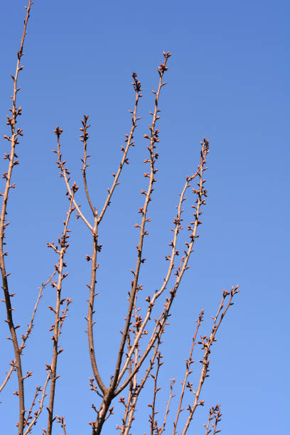 istock Japanese flowering cherry Kanzan 1439688820