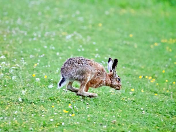 istock Side View Of A Hare On Field 1439689150