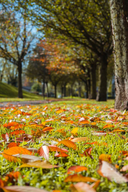 istock Autumn leaves on the green grass in a park. 1439689528