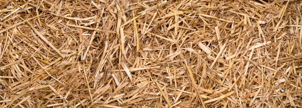 istock a bunch of straw for texture or background as panorama, banner or border 1439689614