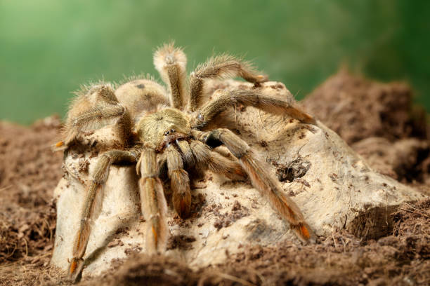 Closeup of the male of Spider Tarantula  Psalmopoeus cambridgei, also known as trinidad chevron Closeup of the male of Spider Tarantula  Psalmopoeus cambridgei, also known as trinidad chevron, is siting on peace of wood. small DoF focus put only to head arachnology stock pictures, royalty-free photos & images