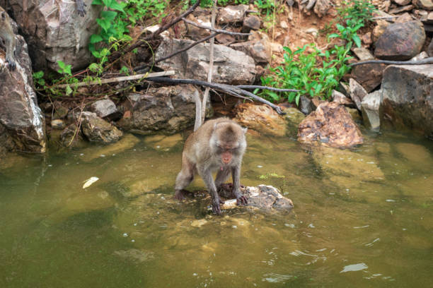 istock A monkey is sitting and swimming in the reservoir. 1439691590