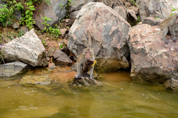istock A monkey is sitting and swimming in the reservoir. 1439691596