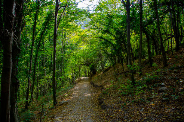 istock Lovely tranquil scene on a sunny autumn day in the forest. 1439691718