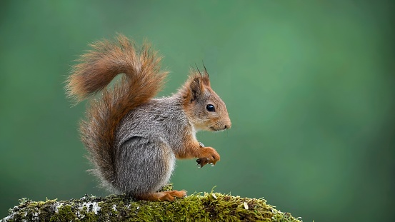 red squirrel (Sciurus vulgaris)