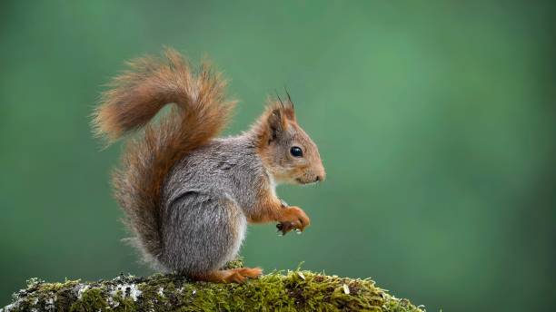 esquilo vermelho (sciurus vulgaris) - red squirrel vulgaris animal - fotografias e filmes do acervo