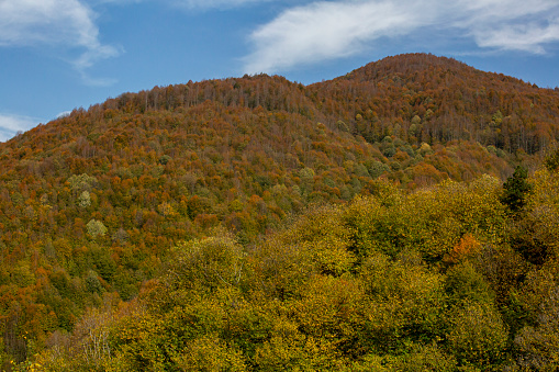 A forest from Sapanca, Turkiye, shows off its autumn colours.