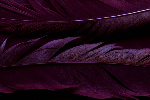 istock bird magpies feather, red background 1439694092