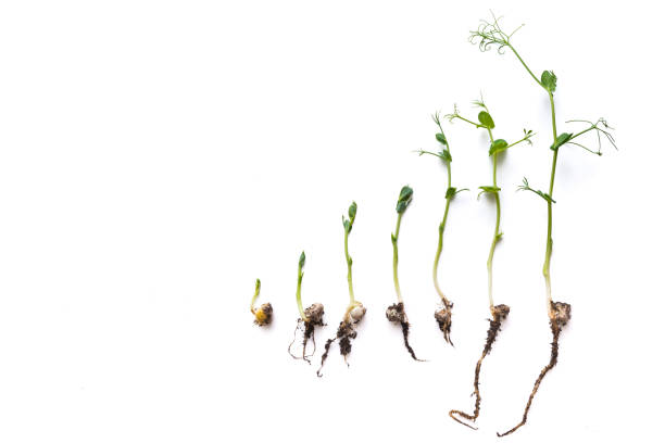 istock micro greens pea shoots in different grown stages lined up in a row against a white background 1439694093
