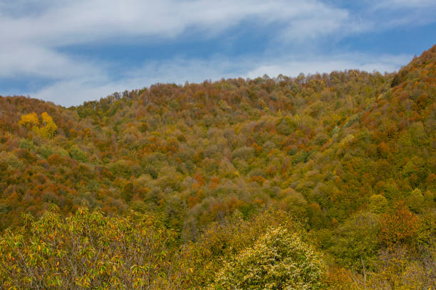 istock Lovely tranquil scene on a sunny autumn day in the forest. 1439695310