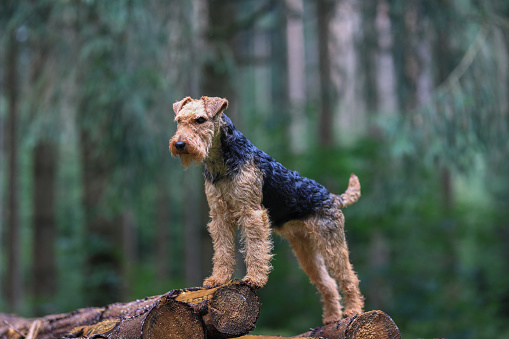 Welsh Terrier gun dog is posing for the camera on a stacked up log pile outdoors in the forest hunting ground.