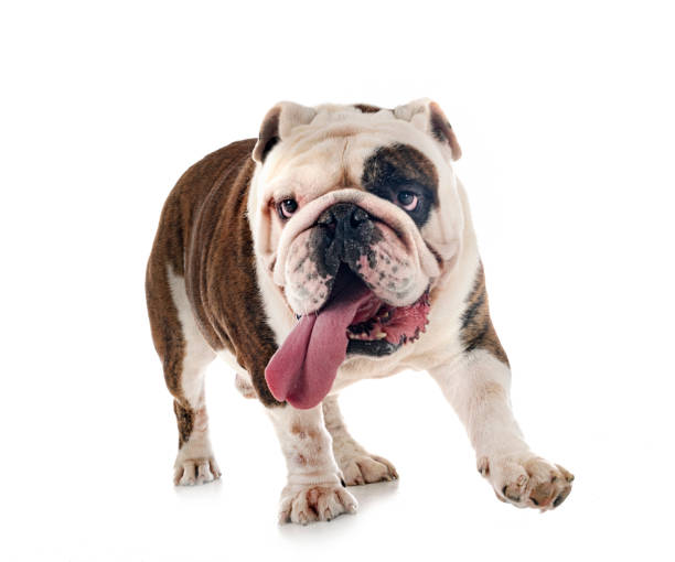 istock english bulldog in studio 1439696699