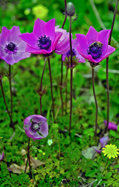 istock Colorful poppy anemone flower(Anemone Coronaria) 1439696795