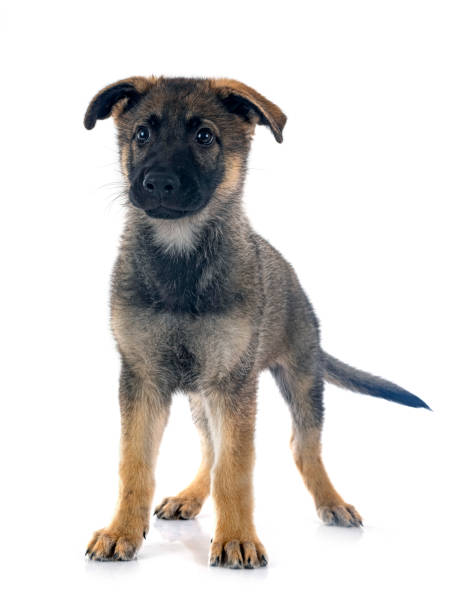 子犬ドイツ羊飼い - german shepherd animal black purebred dog ストックフォトと画像