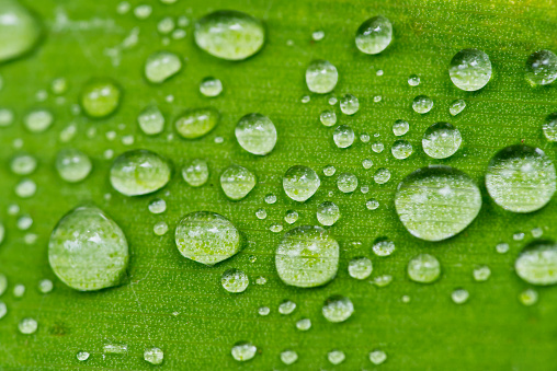 Water drops on fresh green leaf at morning. big water drops, abstract background
