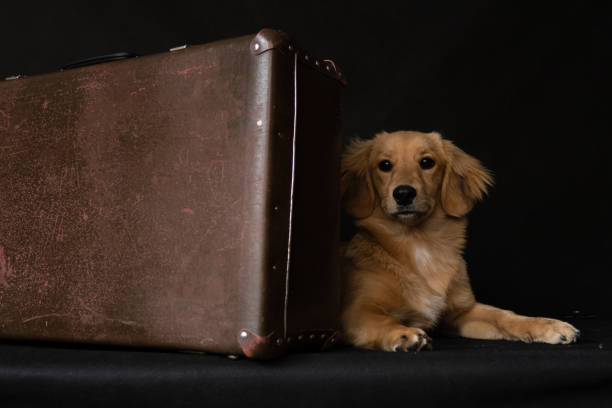 istock A red dog hides behind a suitcase on a black background 1439697985