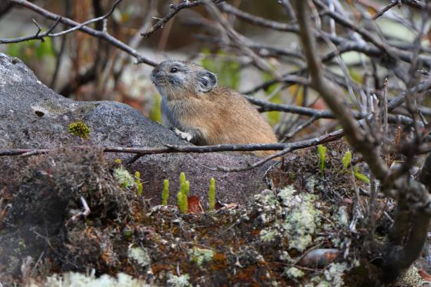 istock Pika eating grass on the rocks in Hokkaido 1439699199