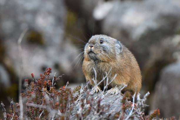 pika mangeant de l’herbe sur les rochers à hokkaido - ochotone photos et images de collection