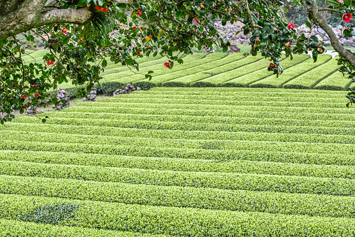 green tea field and camellia flowers