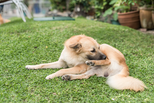 A brown dog nibbles on his rear leg with his teeth. A pet grooming himself while lying on the grass at the house yard.
