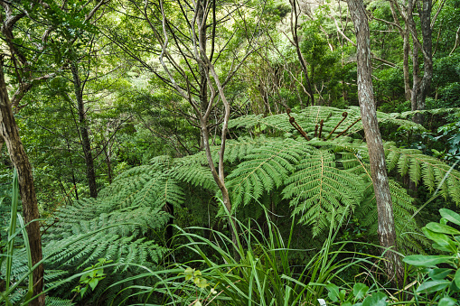 Dense rainforest with lush green ferns and trees covered with an early morning fog