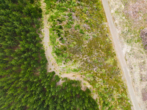 istock Overhead view of road next to pine forest. 1439701347