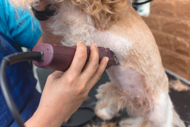 un toiletteur rase la fourrure du ventre d’un chien shih tzu. utilisation d’une tondeuse électrique professionnelle. service de toilettage typique pour animaux de compagnie. - underbelly photos et images de collection