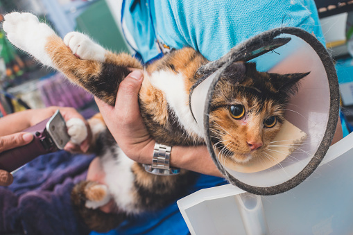 An agitated cat wearing an e-collar is held tightly by a groomer to prevent her from squirming around during a declaw, haircut and pet grooming service.