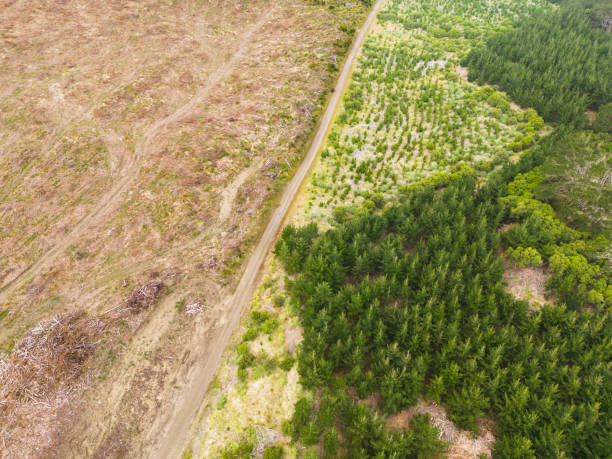 istock Aerial view of pine forest with bare deforestation area of cut down trees. 1439701483