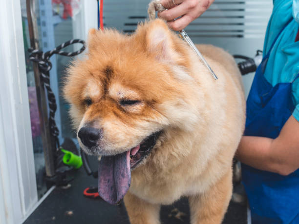 un lindo y aparentemente relajado perro chow chow recibe un corte en el salón de mascotas. usando un par de tijeras para igualar el pelaje de la espalda. - fur trim fotografías e imágenes de stock