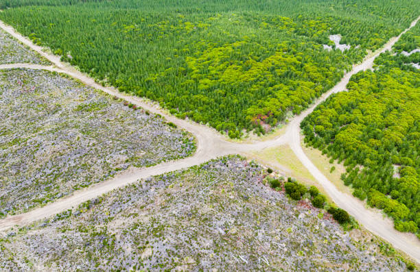 林業と森林伐採。 - landscape aerial view lumber industry agriculture ストックフォトと画像