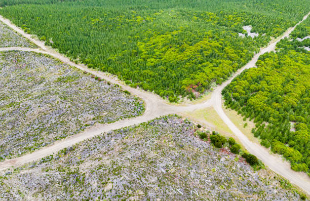 лесное хозяйство и обезлесение. - landscape aerial view lumber industry agriculture стоковые фото и изображения