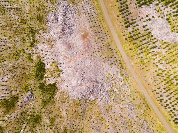 クリアカットの森ます。 - landscape aerial view lumber industry agriculture ストックフォトと画像