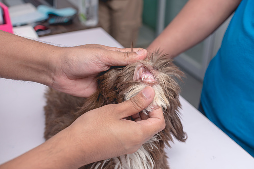 A veterinarian inspects the gum line of a brown imperial shih tzu for signs of illness. Dog health checkup and vaccination at the veterinarian clinic.