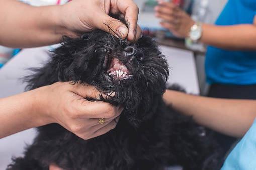 A veterinarian inspects the gum line of a young black poodle for signs of illness. Dog health checkup and vaccination at the veterinarian clinic.