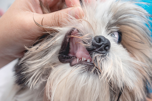 A veterinarian inspects the gum line of a shih tzu for signs of illness. Dog health checkup and vaccination at the veterinarian clinic.